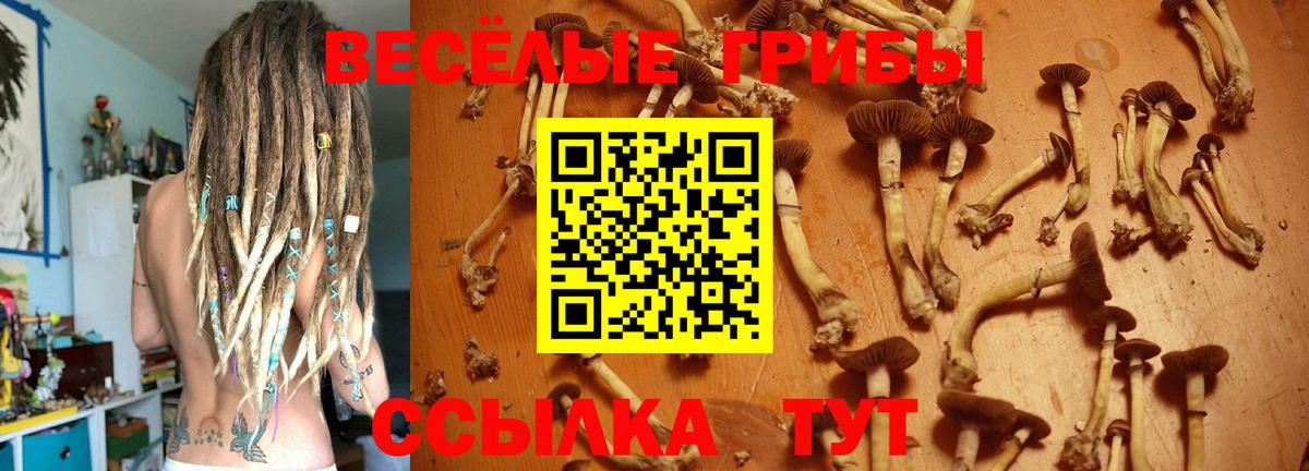 Галлюциногенные грибы Psilocybe Касимов